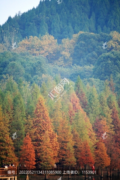 秋天的山林