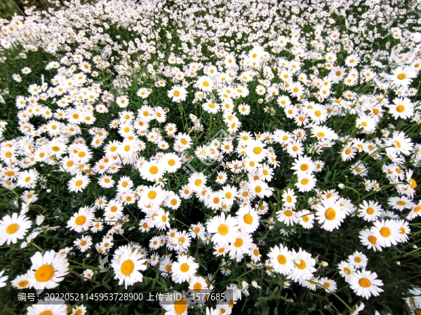 小雛菊