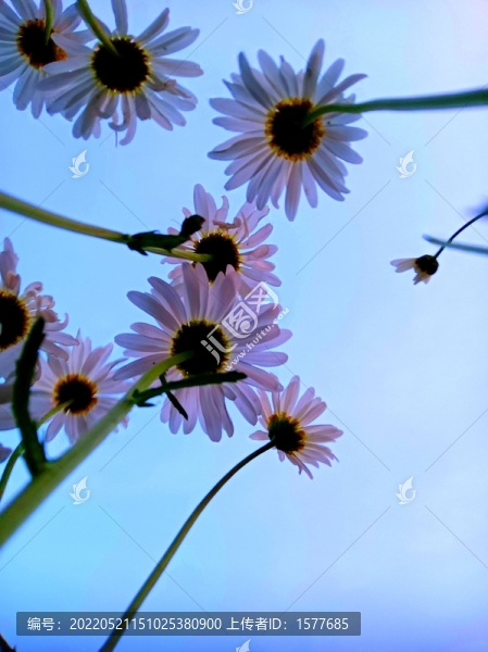 雛菊