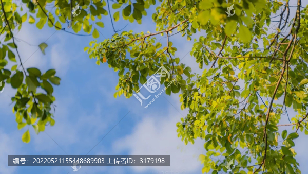仰拍藍(lán)天樹枝