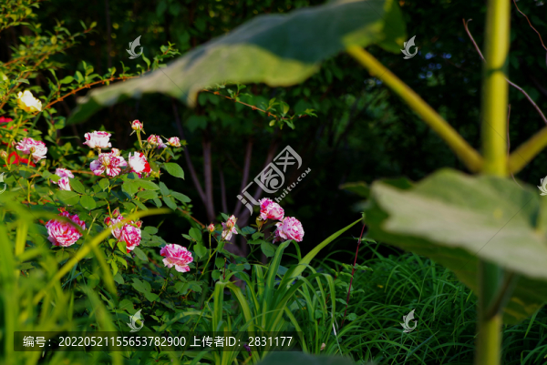 五月路邊月季花