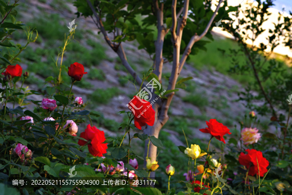五月路邊月季花