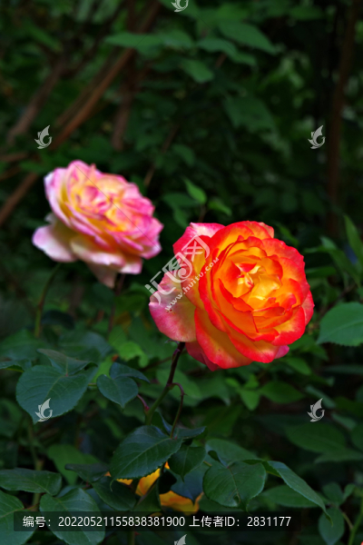 五月路邊月季花
