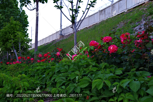 五月路邊月季花
