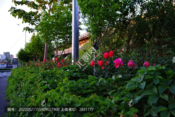 五月路邊月季花