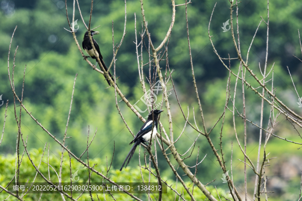 鳥(niǎo)類攝影喜鵲