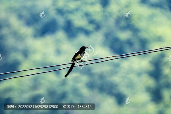 鳥類攝影喜鵲