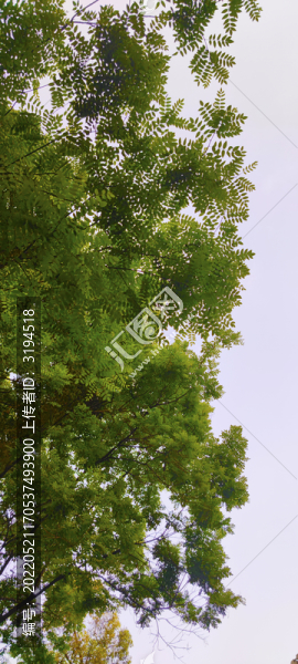樹枝