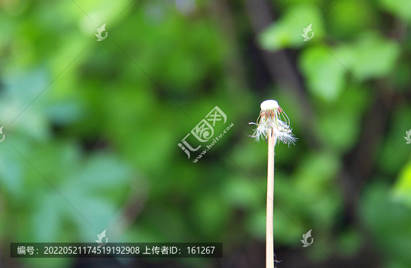 蒲公英