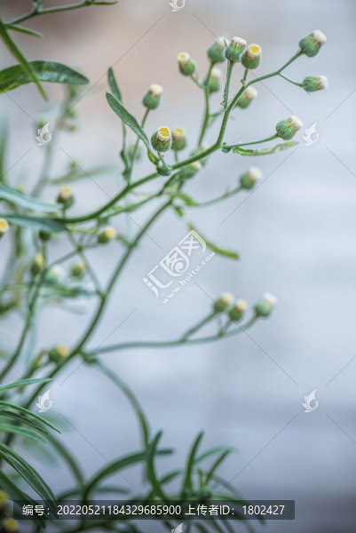 香絲草