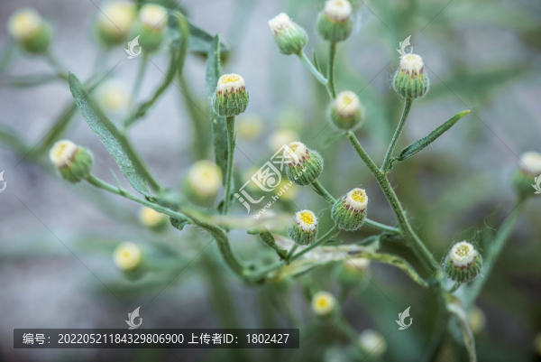 香絲草