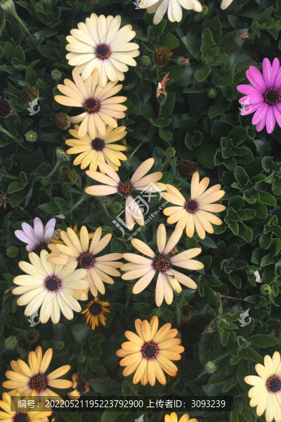 非洲菊