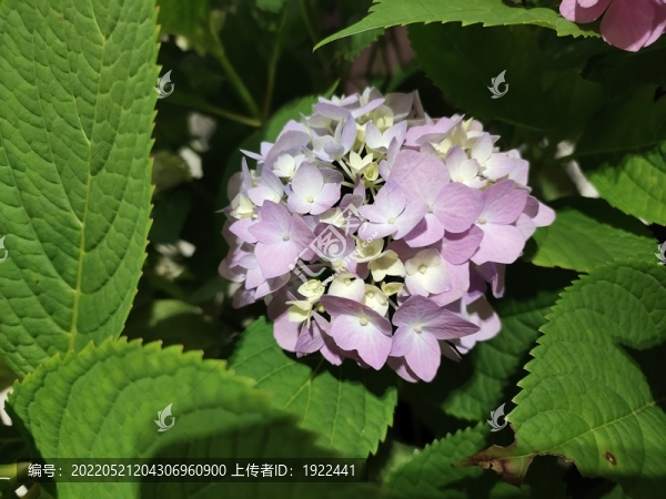 粉色繡球花特寫