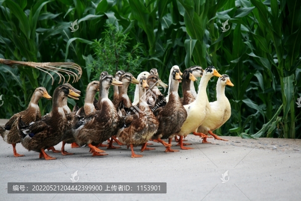 散養(yǎng)鴨