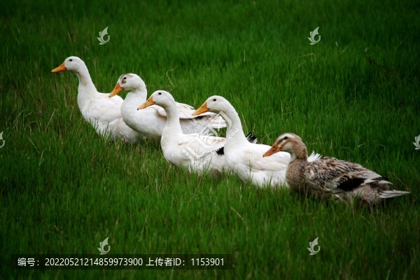 土鴨