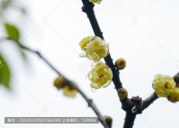 臘梅花