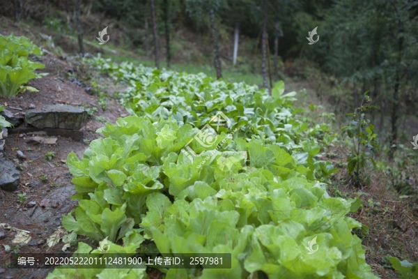 青菜地