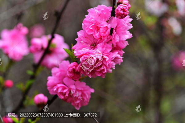 花卉