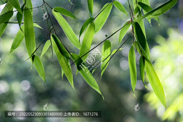水墨竹葉