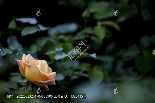 月季花
