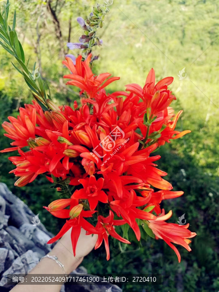 百合