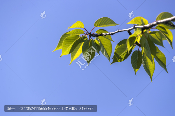 櫻花樹樹枝