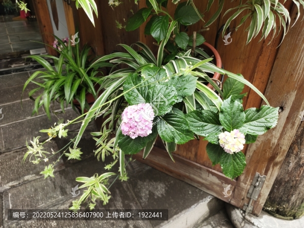 繡球花
