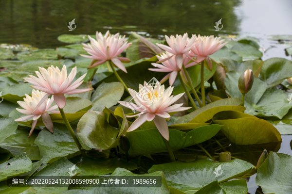 粉色睡蓮