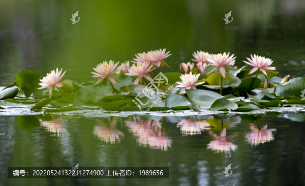 粉色睡蓮