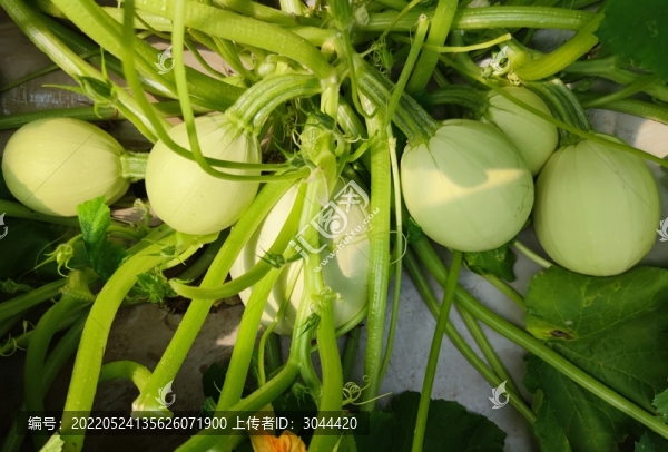 生砸無蔓金絲瓜