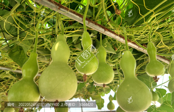 小葫蘆