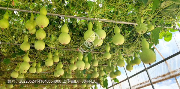 小葫蘆
