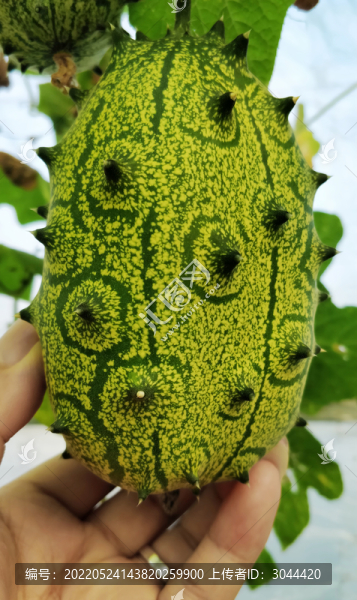 火參果
