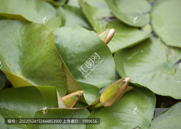 睡蓮花蕾
