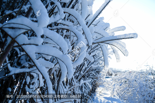 雪