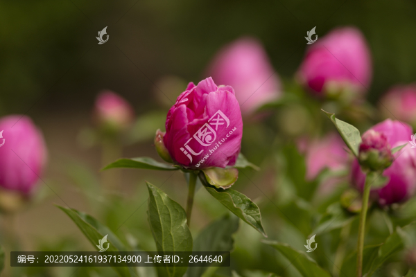 牡丹牡丹花