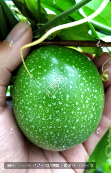 百香果