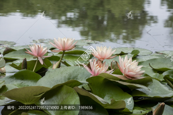 粉色睡蓮