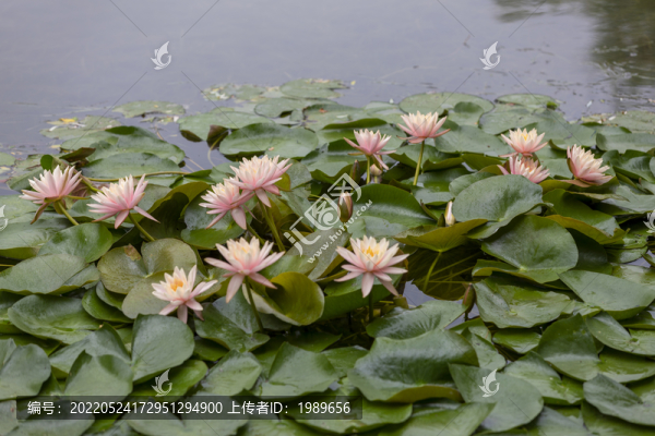 粉色睡蓮