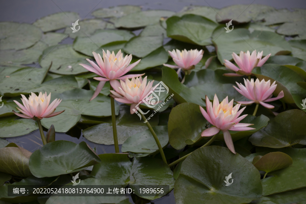 粉色睡蓮