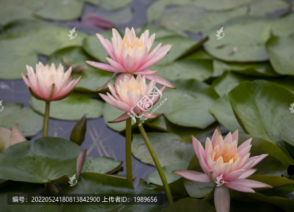 粉色睡蓮
