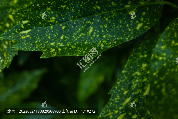斑駁的樹(shù)葉花葉青木