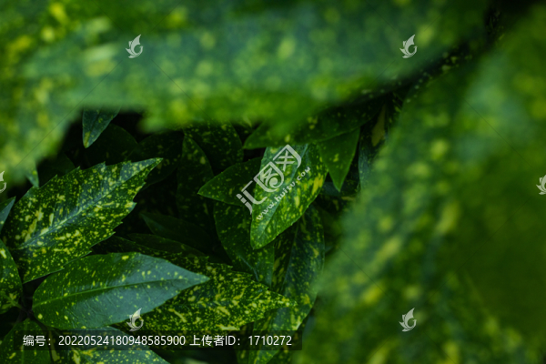 花葉青木的葉子