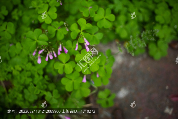三葉草與花