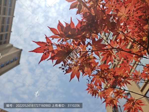 陽(yáng)光下的楓葉