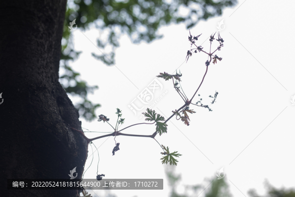 老樹生新枝