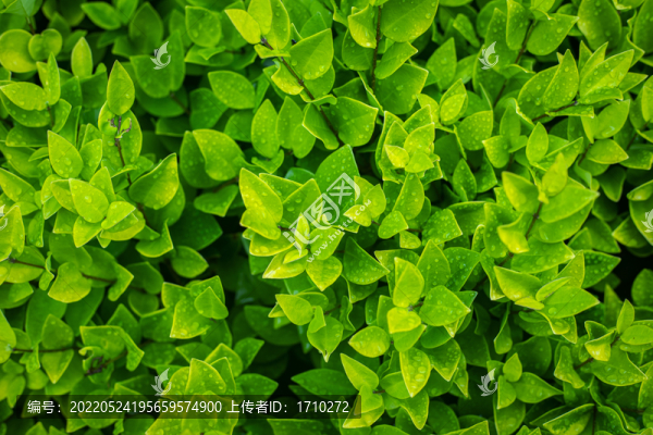 雨后的金葉女貞特寫