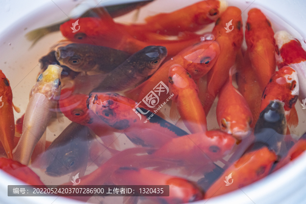 紅鯉魚