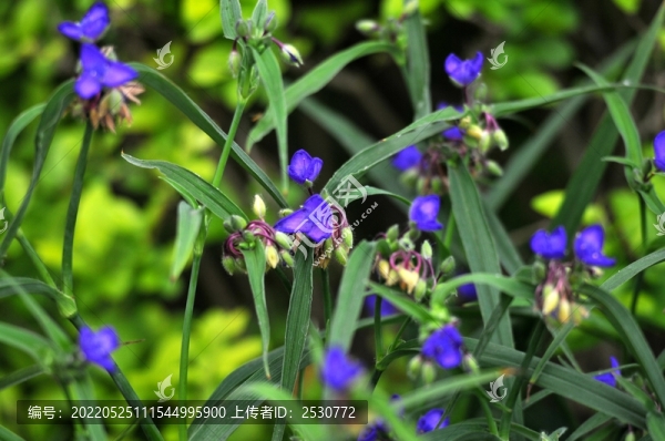 紫露草