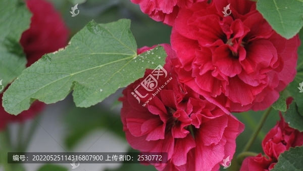 蜀葵